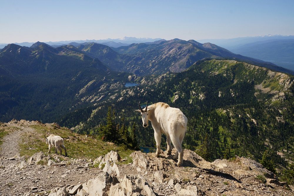 Mountain goats at Jewel Basin, Flathead National Forest, Montana. USDA Forest Service photo by Lily Henley. Original public…