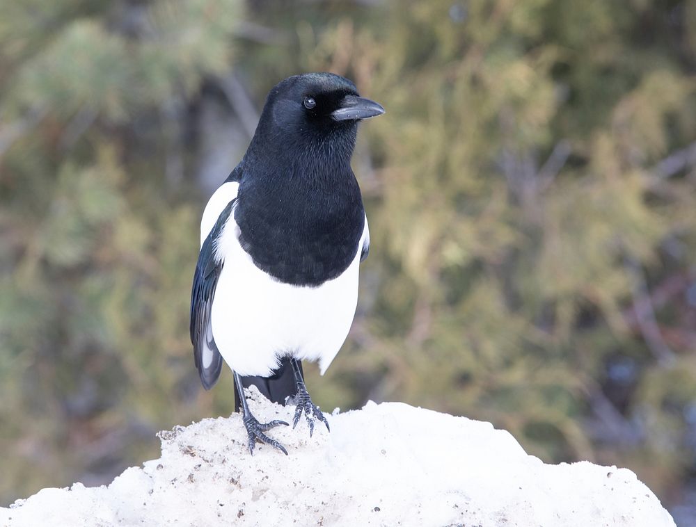 Black-billed magpie at Mammoth Hot Springs by Diane Renkin. Original public domain image from Flickr