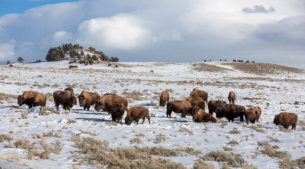 Bison on Blacktail Deer Plateauby Diane Renkin. Original public domain image from Flickr
