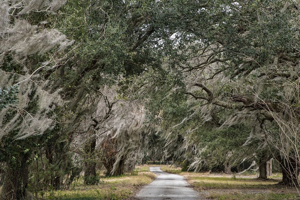 Spanish moss drapes trees U.S. Free Photo rawpixel