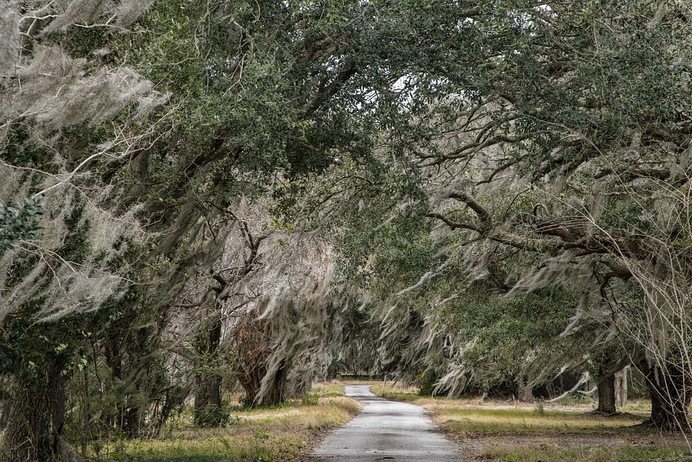 Spanish moss drapes the trees at the U.S. Department of Agriculture (USDA) Agricultural Research Service (ARS) U.S.…