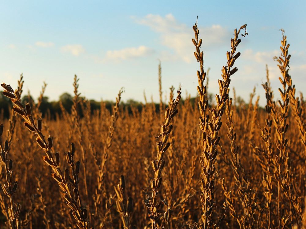 Dried Sesame Harvest Time October | Free Photo - rawpixel