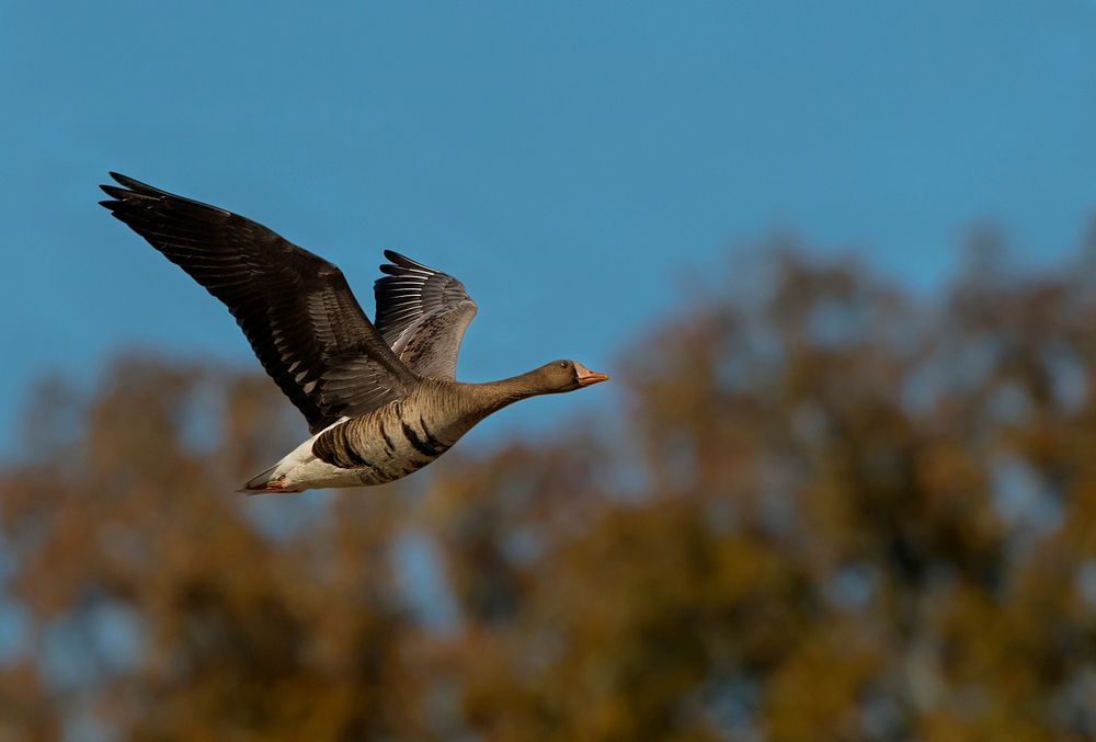 Greater White-fronted Goose. Original public domain image from Flickr