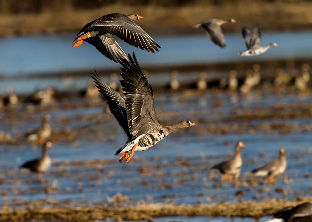 Greater White-fronted Geese Landing. Original public domain image from Flickr