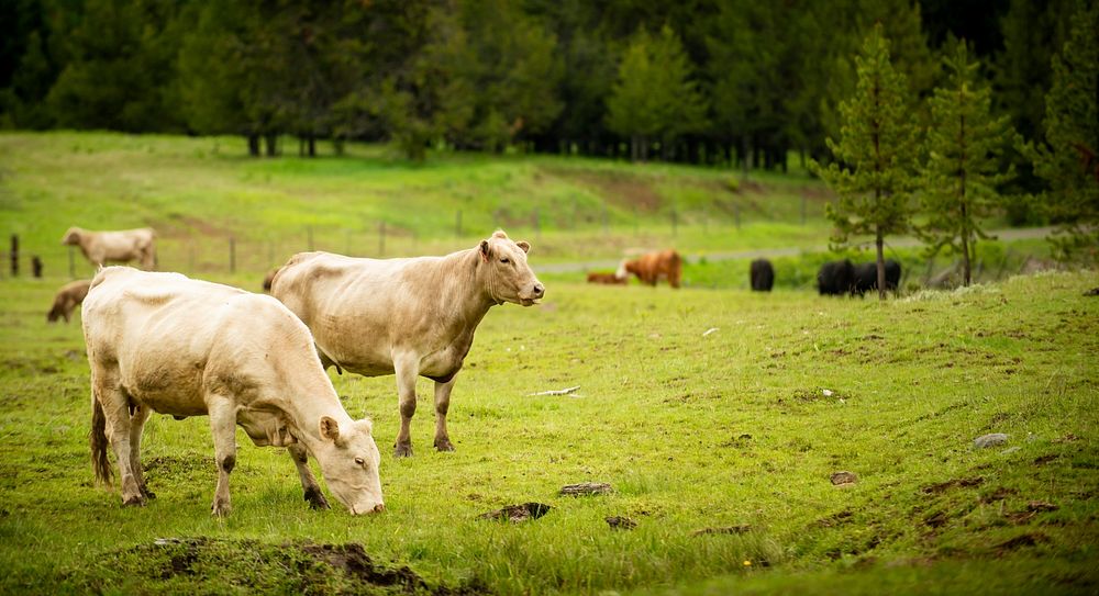 Cattle on green grass area. Original public domain image from Flickr