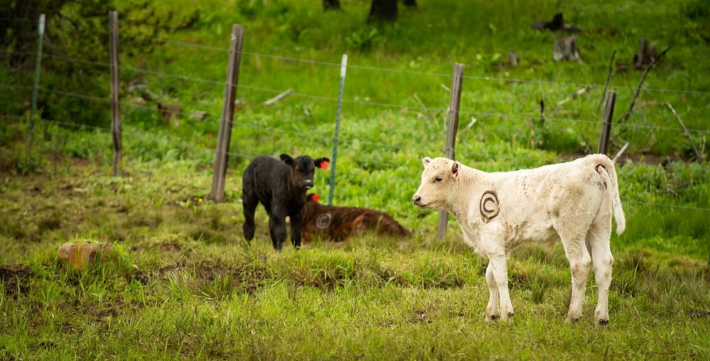 Cattle on a ranch near Soldiers Meadow Reservoir on Craig Mountain near Lewiston, Idaho. 5/24/2018 by Kirsten Strough.…