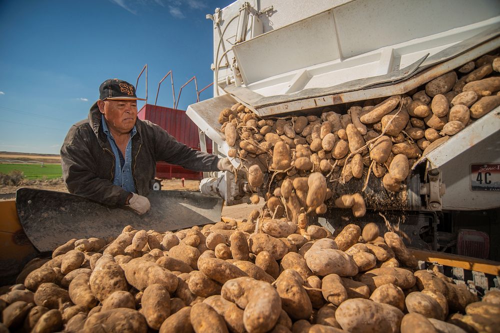 Potato harvest and sorting near Yale Rd. and Frontage Rd. in Declo, Idaho. 10/8/2018 Photo by Kirsten Strough. Original…