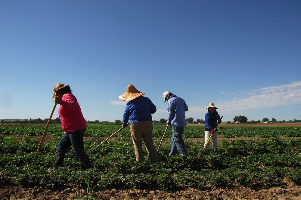Migrant workers weed a field of peppers on Rick and Robyn Purdum's farm. Fruitland, Idaho. 7/20/2012 Photo by Kirsten…