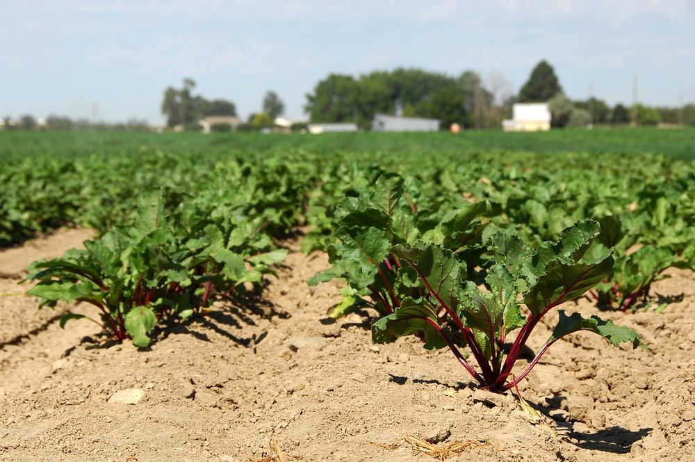 A field of red beets grow on Rick and Robyn Purdum's farm. Fruitland, Idaho. 7/20/2012 Photo by Kirsten Strough. Original…