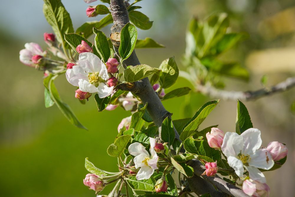 Fruit orchards in bloom in Yakima, Washington.4/27/2017 Photo by Kirsten Strough. Original public domain image from Flickr