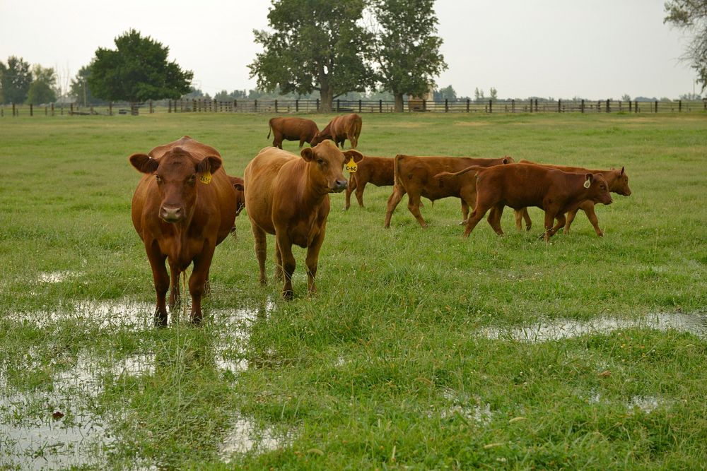 Cattle on flood-irrigated land. Hermiston, Oregon. 8/12/2014 Photo by Kirsten Strough. Original public domain image from…