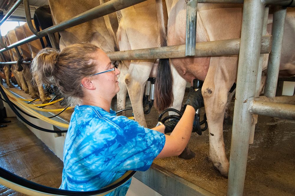 Courtney Biggs, farm manager prepares cows to be milked at Chapel’s Country Creamery a dairy that produces artisan cheeses…