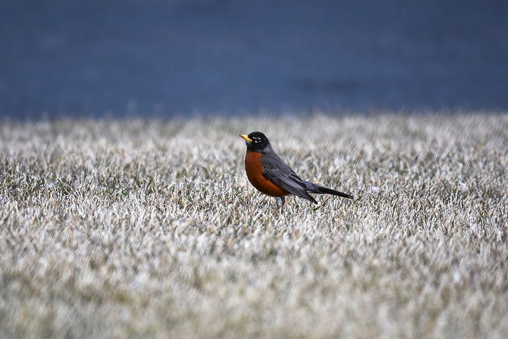 American robinAn American robin searching for food on a lawn.Photo by Courtney Celley/USFWS. Original public domain image…