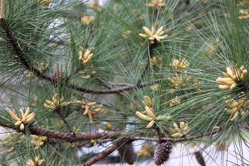 Pine Tree Cones and Pollen.