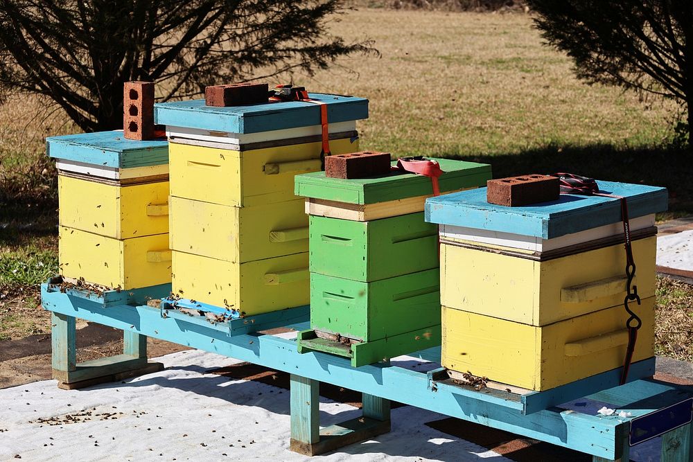 Wooden bee hives. Free public domain CC0 photo.