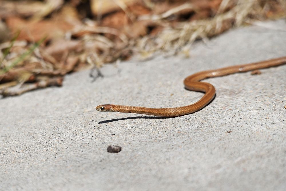 Redbelly snakeWe spotted this redbelly snake enjoying the sunshine on a warm day.Photo by Courtney Celley/USFWS. Original…