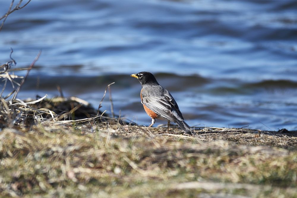American robinAmerican robin along a lake shore.Photo by Courtney Celley/USFWS. Original public domain image from Flickr