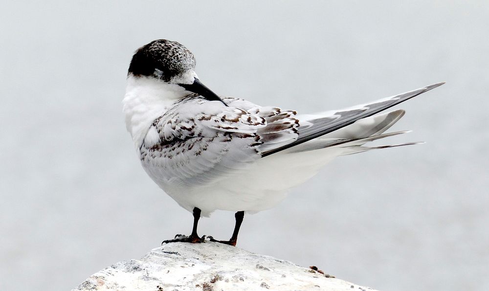 White-fronted Tern NZ