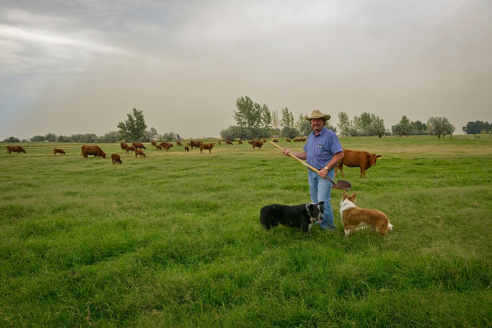 A farmer and his dogs and cattle on his property that is flood-irrigated. Hermiston, Oregon. 8/12/2014 BOR Photo by Kirsten…