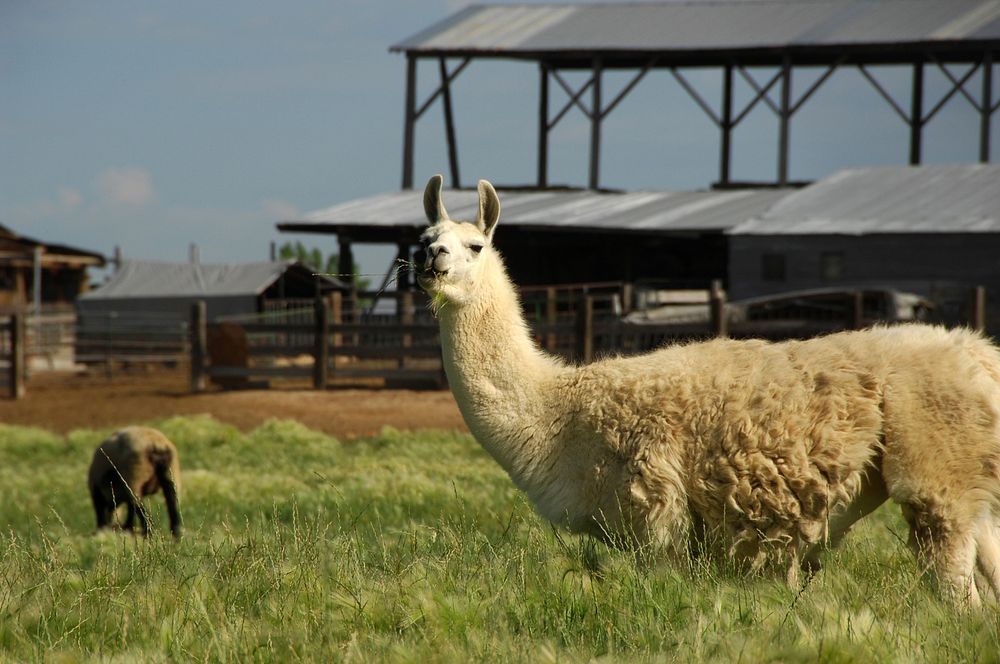 A llama grazes with a herd of sheep on a Fruitland farm.