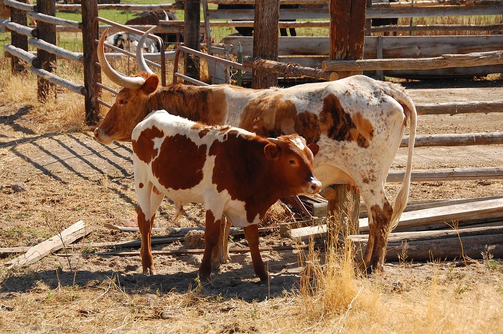Cattle on a ranch near Rupert, Idaho. 08/23/2011 Photo by Kirsten Strough. Original public domain image from Flickr