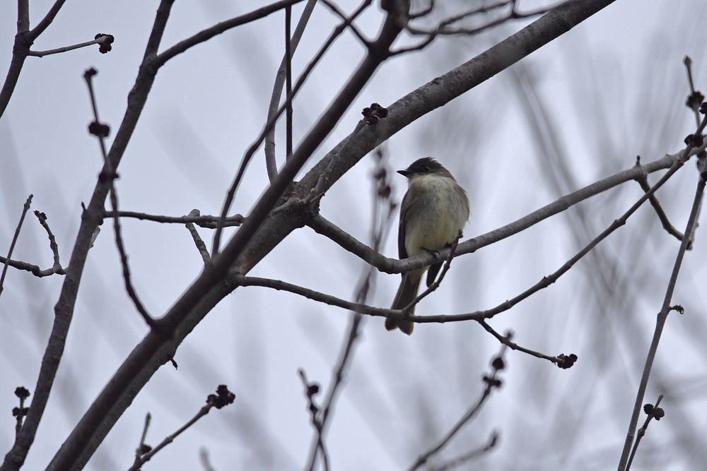 Eastern phoebePhoto by Courtney Celley/USFWS. Original public domain image from Flickr
