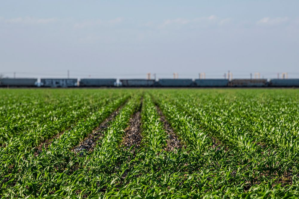 Corn field in Hondo, Texas, on April 9, 2021. USDA Photo/Media by Lance Cheung. Original public domain image from Flickr