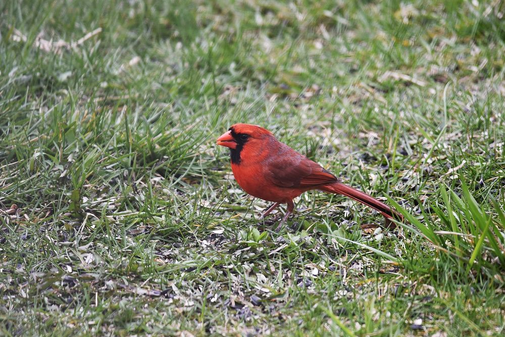 Northern cardinal malePhoto by Courtney Celley/USFWS. Original public domain image from Flickr