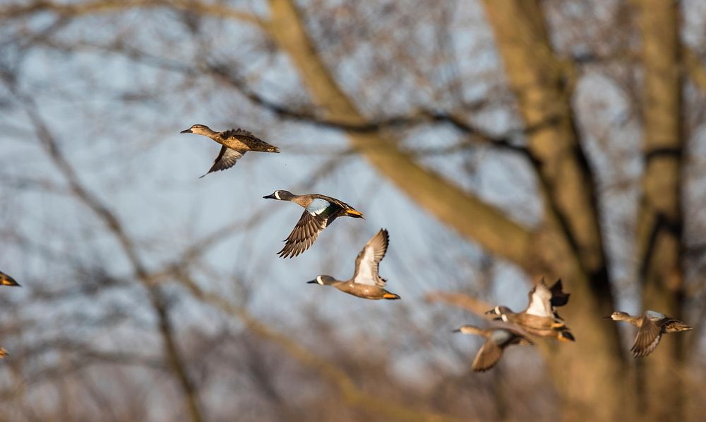 Blue-winged teal in flightPhoto by Mike Budd/USFWS. Original public domain image from Flickr