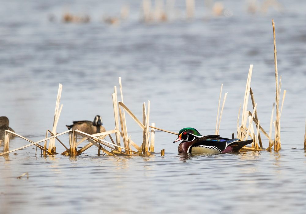 Wood duck and blue-winged tealPhoto by Mike Budd/USFWS. Original public domain image from Flickr