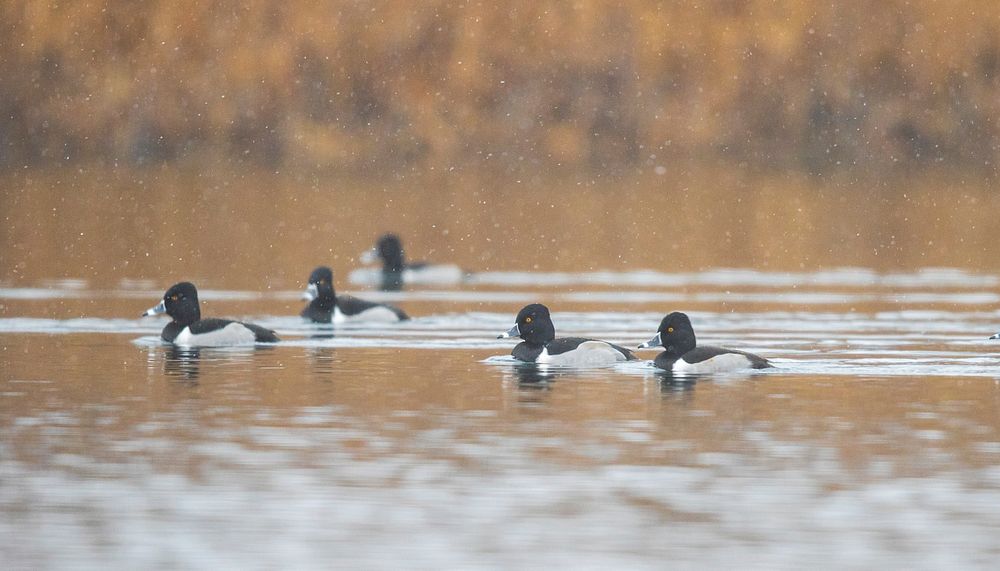 Ring-necked ducks on the waterPhoto by Mike Budd/USFWS. Original public domain image from Flickr