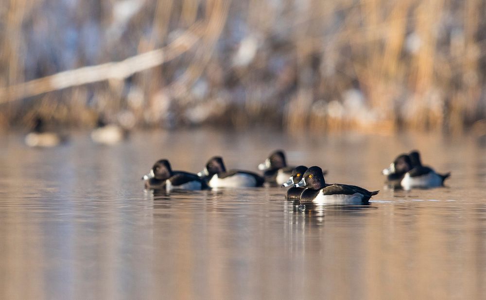 Ring-necked ducks on the waterPhoto by Mike Budd/USFWS. Original public domain image from Flickr