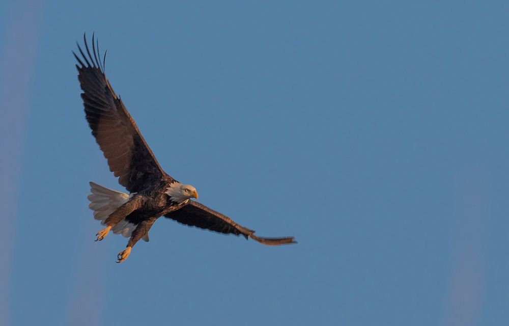 Bald eagle flying, blue sky. Original public domain image from Flickr