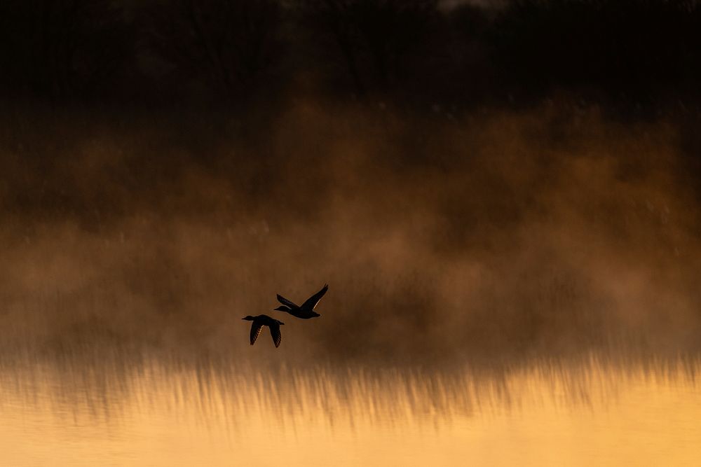 Birds flying in a golden sky. Early one morning, as the day was dawning. Original public domain image from Flickr