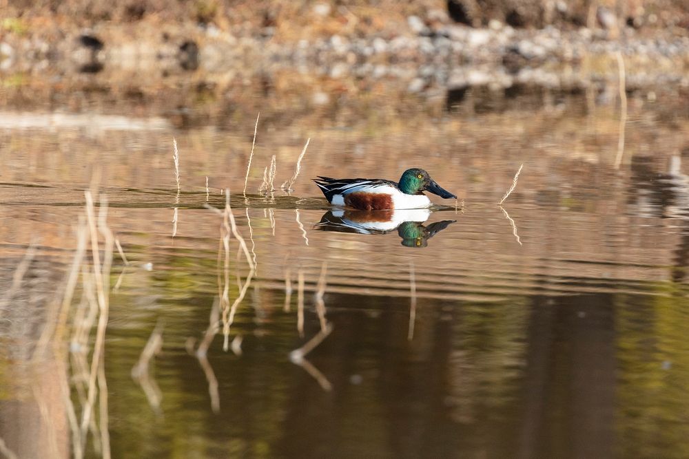 Northern shoveler (Spatula clypeata) male by Jacob W. Frank. Original public domain image from Flickr