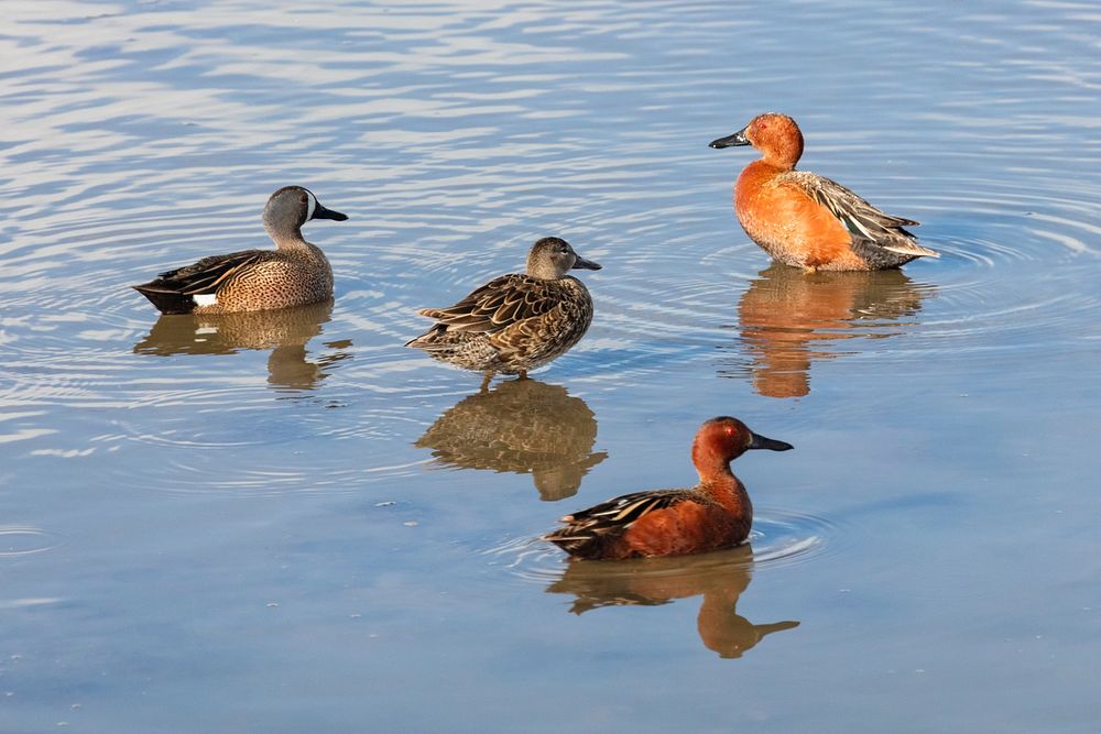 Cinnamon and blue-winged teals on the Yellowstone River by Jacob W. Frank. Original public domain image from Flickr