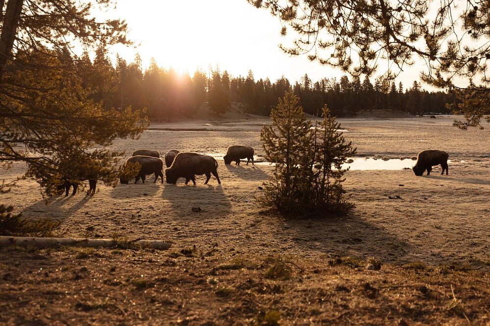 Bison graze near Norris Junction at sunrise. Original public domain image from Flickr