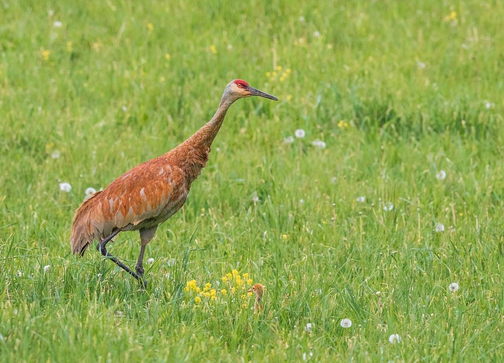 Sandhill crane with coltsAs the plants get taller, the sandhill crane colts get harder to see! If you look closely, you can…