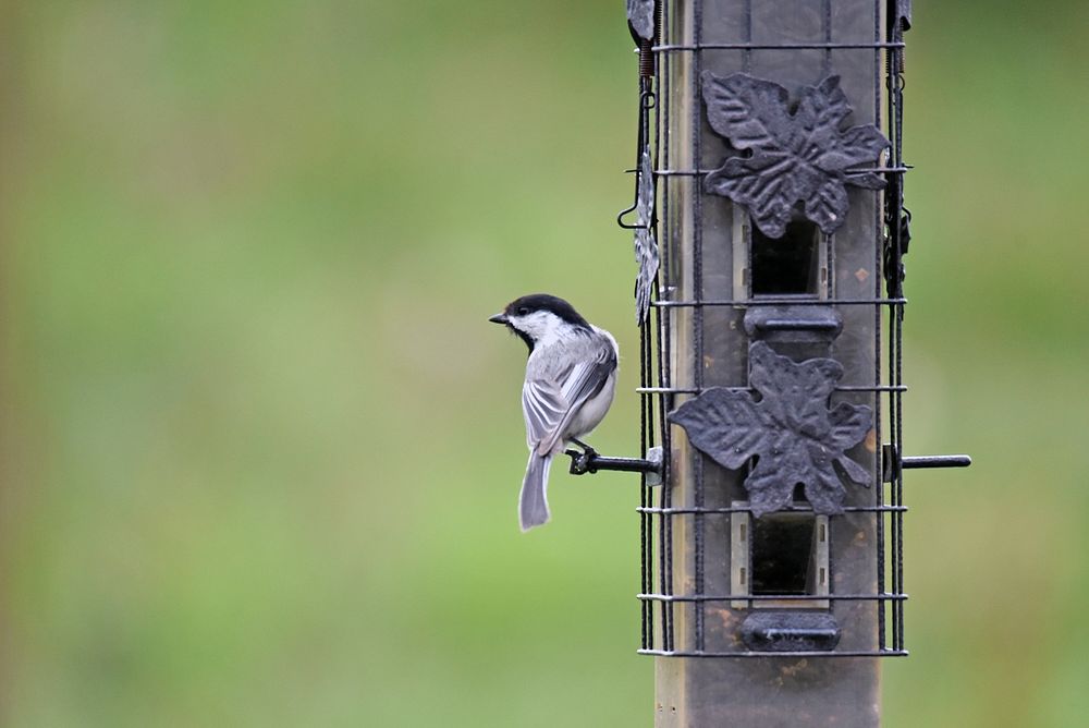 Black-capped chickadeeA black-capped chickadee makes visits to a bird feeder, storing sunflower seeds nearby.Photo by…