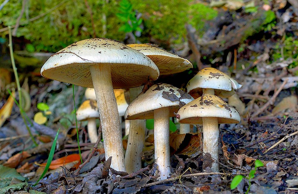 Forest floor fungi. Original public domain image from Flickr