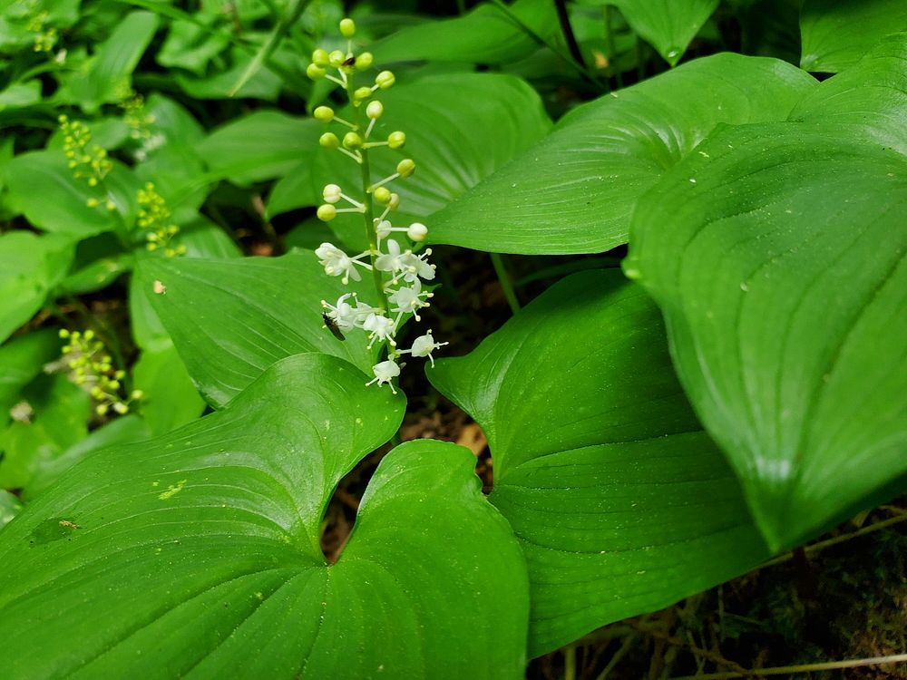 False Lily of the Valley, Mt. Baker-Snoqualmie National Forest. Photo by Anne Vassar May 17, 2021. Original public domain…