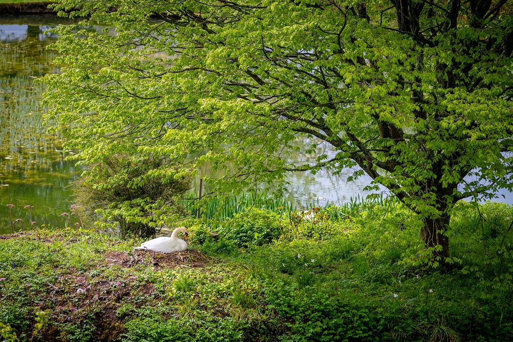 Nesting Swan. Original public domain image from Flickr