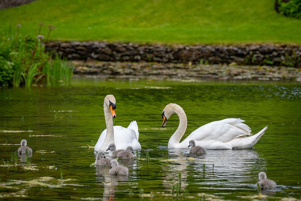 Swans in a pond. Original public domain image from Flickr