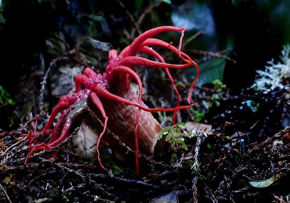 Anemone stinkhorn, creature under sea. Original public domain image from Flickr