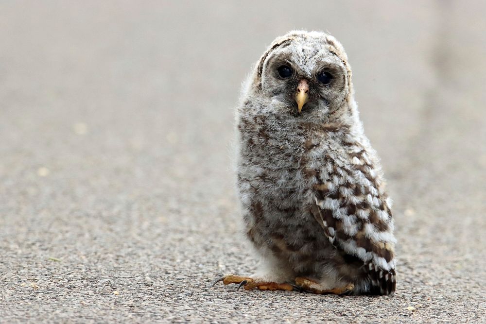 Barred owl fledgling sitting on cement ground. Original public domain image from Flickr
