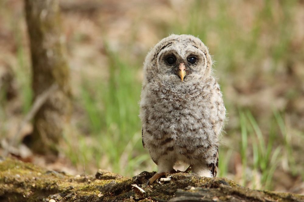 Barred owl fledgling. Original public domain image from Flickr