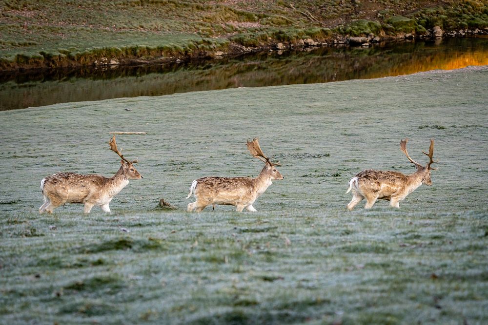 Deer parade. Original public domain image from Flickr