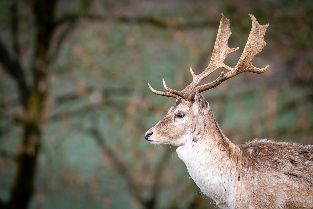 Deer background. Original public domain image from Flickr