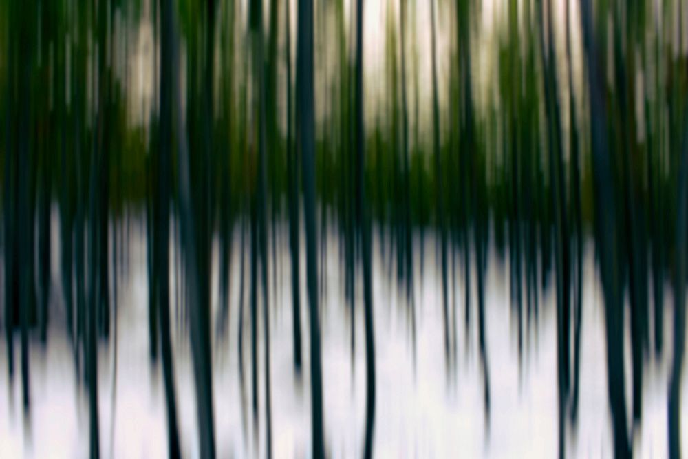 Aesthetic forest photography on photo film. Free public domain CC0 image.