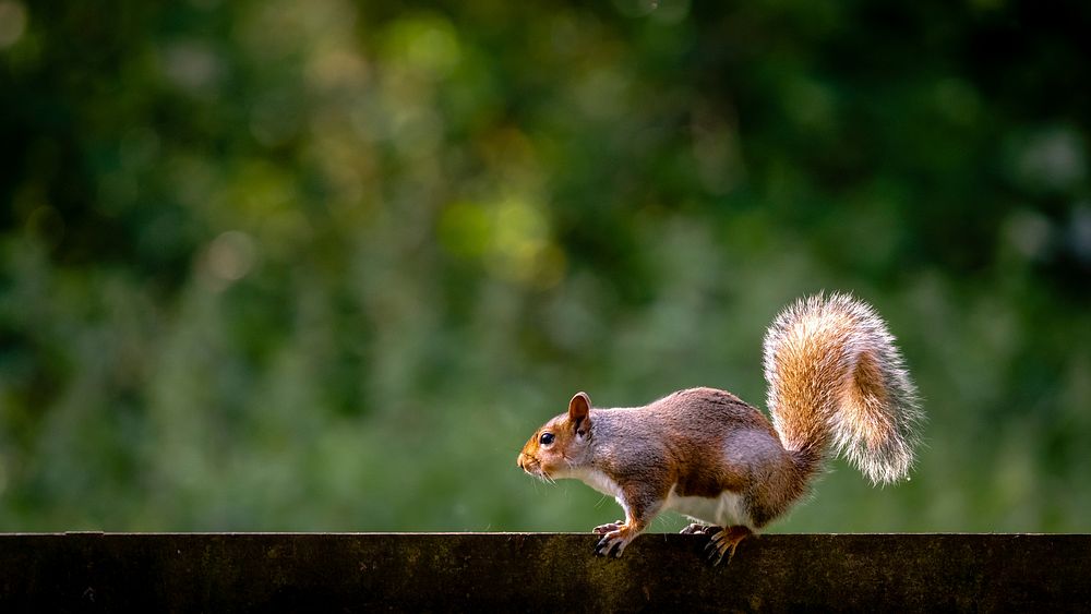 Squirrel desktop wallpaper. Original public domain image from Flickr